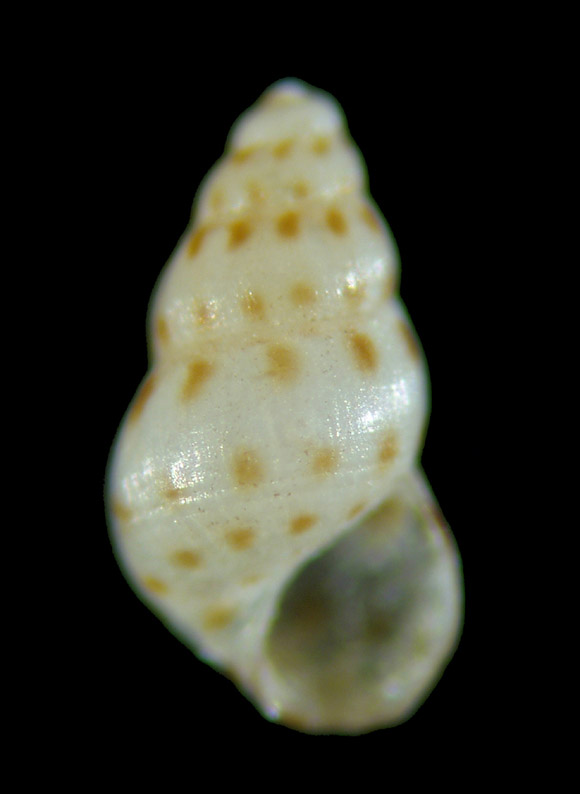 Il genere Setia e Crisilla nel Mediteraneo
